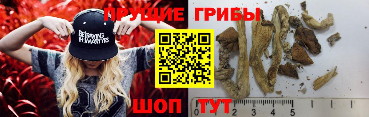 где купить наркотик  Псилоцибиновые грибы ЛСД  Славгород  Вход с VPN  Псилоцибиновые грибы мухоморы 